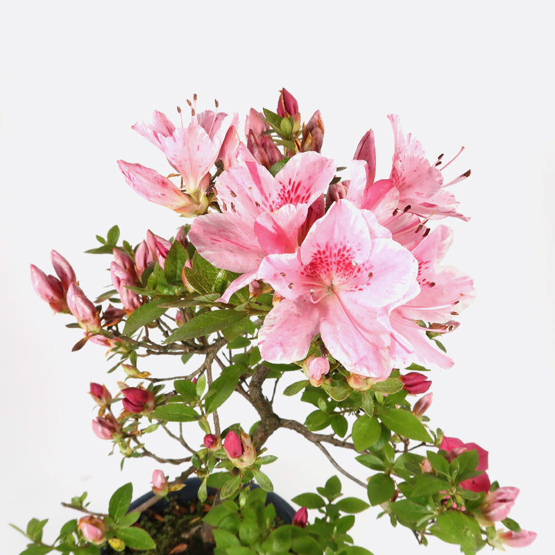Azalea indicum - Azalee, ca. 11 jährig, 35-40 cm, Gartenbonsai