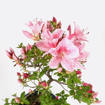 Azalea indicum - Azalee, ca. 11 jährig, 35-40 cm, Gartenbonsai