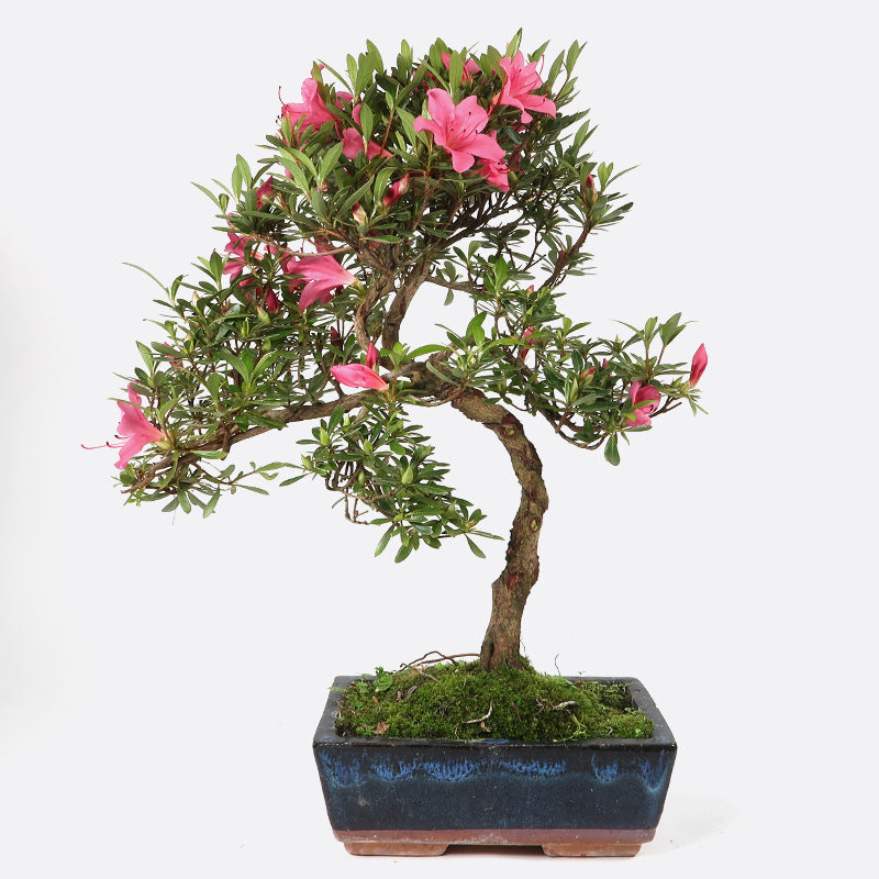 Azalea obtusum - Satsukiazalee, ca. 12-13 jährig, 35-40 cm, Gartenbonsai