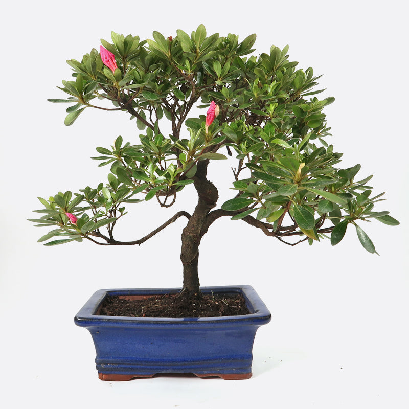 Azalea indicum - Azalee, ca. 12-13 jährig, 35-40 cm, Gartenbonsai