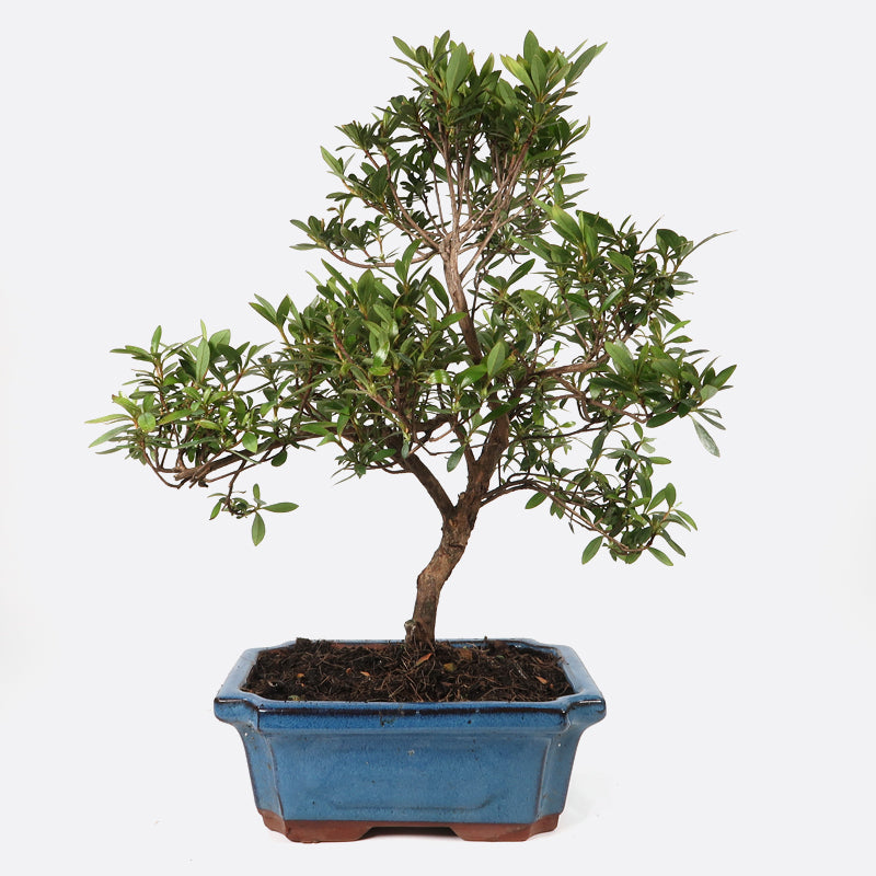 Azalea indicum - Azalee, ca. 9 jährig, 35-40 cm, Gartenbonsai