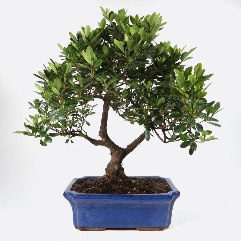 Azalea indicum - Azalee, ca. 14 jährig, 40-45 cm, Gartenbonsai