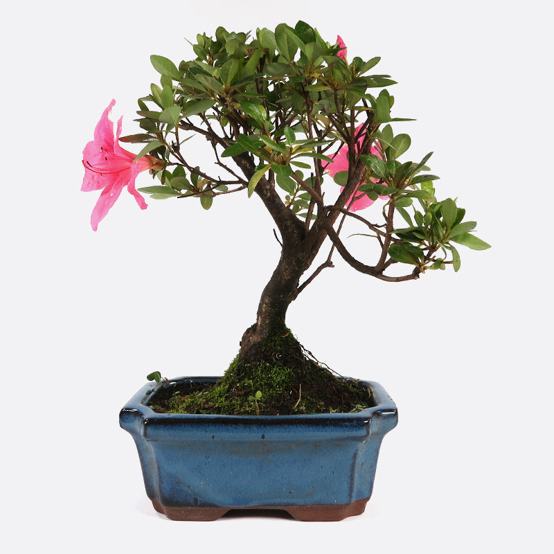 Azalea indicum - Azalee, ca. 7-8 jährig, 25-30 cm, Gartenbonsai