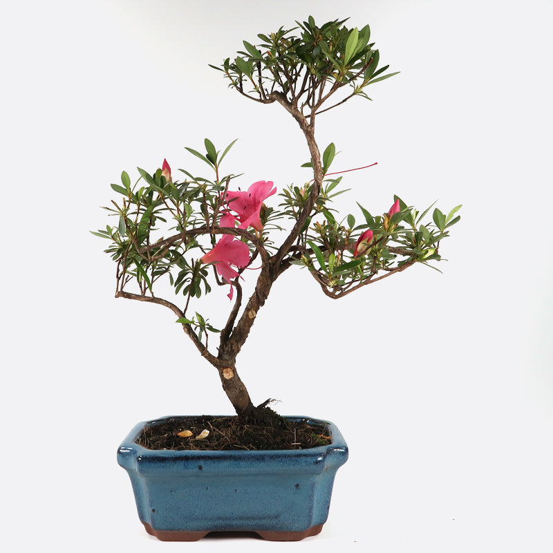 Azalea indicum - Azalee, ca. 7-8 jährig, 30-35 cm, Gartenbonsai
