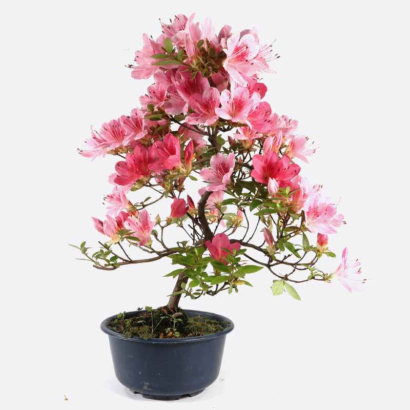 Azalea indicum - Azalee, ca. 11 jährig, 35-40 cm, Gartenbonsai