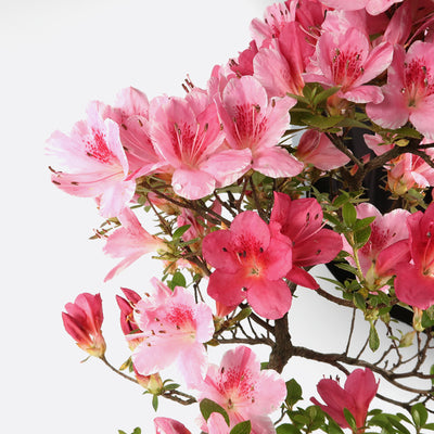 Azalea indicum - Azalee, ca. 11 jährig, 35-40 cm, Gartenbonsai