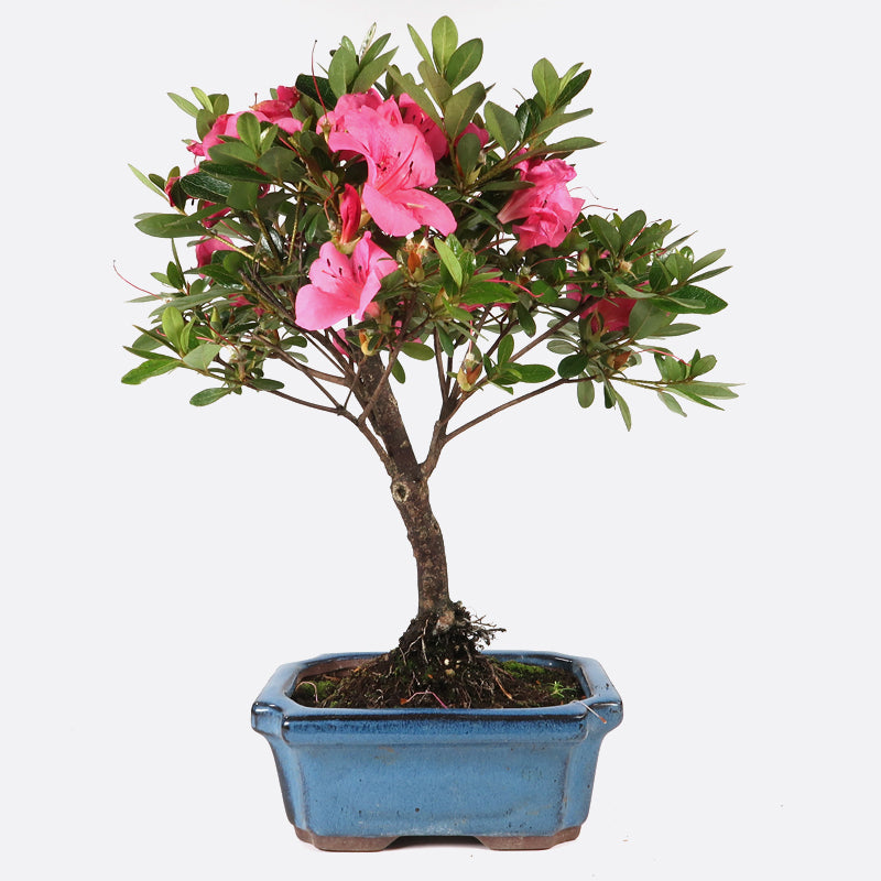 Azalea indicum - Azalee, ca. 7 jährig, 25-30 cm, Gartenbonsai
