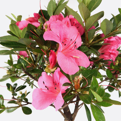 Azalea indicum - Azalee, ca. 7 jährig, 25-30 cm, Gartenbonsai