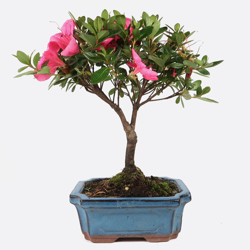 Azalea indicum - Azalee, ca. 7 jährig, 25-30 cm, Gartenbonsai