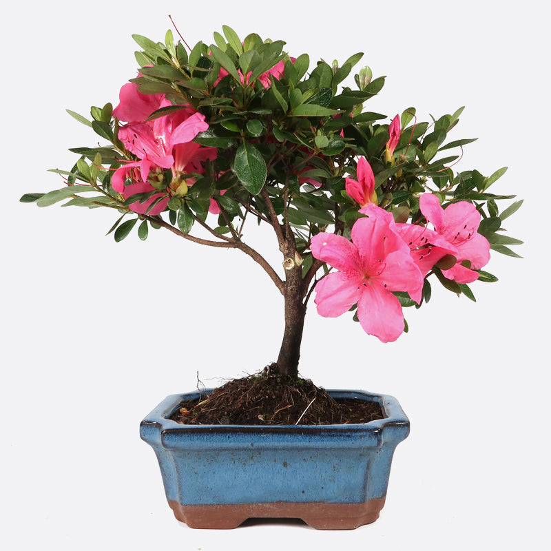 Azalea indicum - Azalee, ca. 7 jährig, 25-30 cm, Gartenbonsai