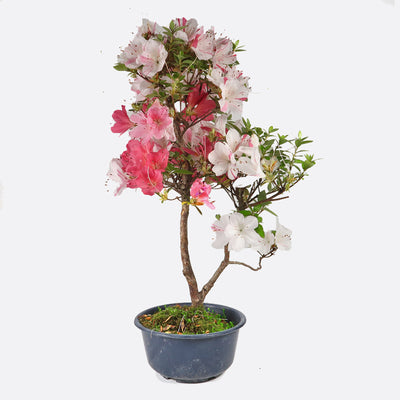 Azalea indicum - Azalee, ca. 11 jährig, 45-50 cm, Gartenbonsai
