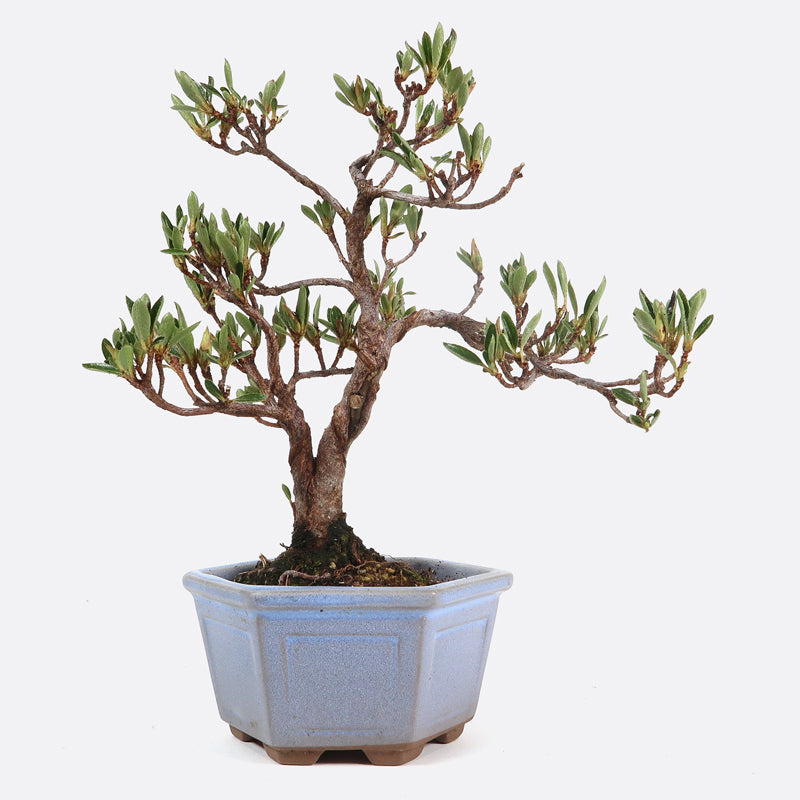 Azalea - Satsukiazalee, ca. 14 bis 16 jährig, 15-20 cm, Gartenbonsai