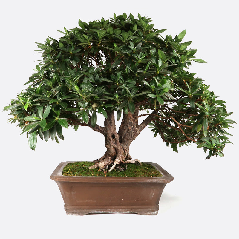 Azalea indicum - Azalee, 60-65 cm, Zimmerbonsai