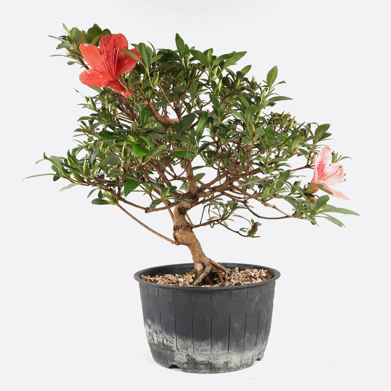 Azalea indicum kangiten - Azalee, ca. 10 jährig, 25-30 cm, Gartenbonsai