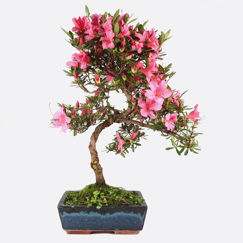 Azalea obtusum - Satsukiazalee, ca. 12-13 jährig, 35-40 cm, Gartenbonsai