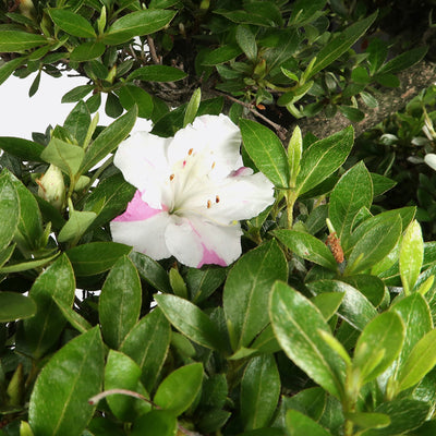 Azalea indicum - Satsuki Azalee, ca. 34 jährig, 50-55 cm, Gartenbonsai