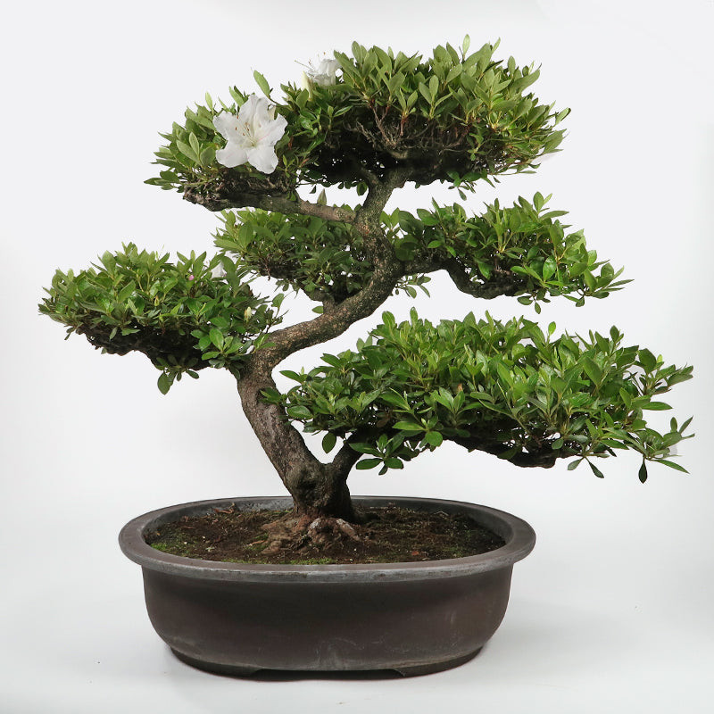 Azalea indicum - Satsuki Azalee, ca. 34 jährig, 50-55 cm, Gartenbonsai