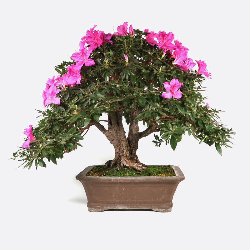Azalea simsii - Indische Azalee, 60-65 cm, Zimmerbonsai