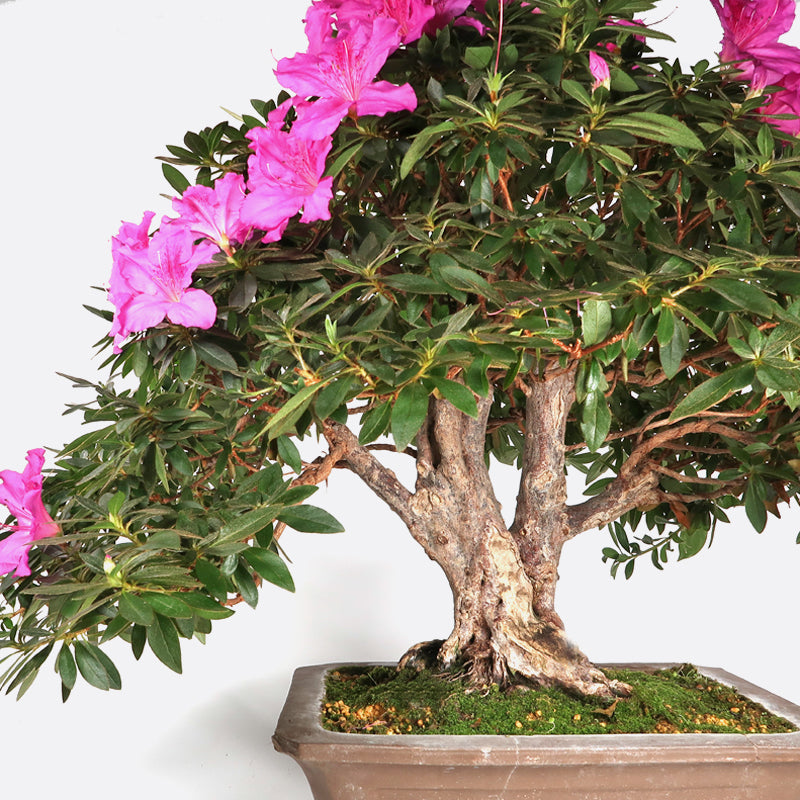 Azalea simsii - Indische Azalee, 60-65 cm, Zimmerbonsai