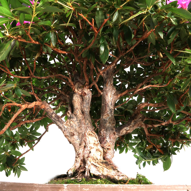 Azalea simsii - Indische Azalee, 60-65 cm, Zimmerbonsai