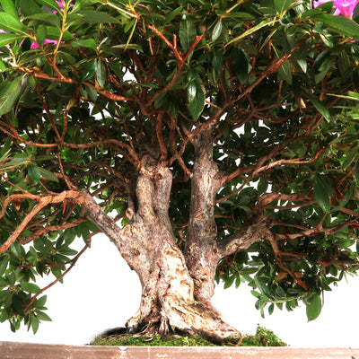 Azalea simsii - Indische Azalee, 60-65 cm, Zimmerbonsai