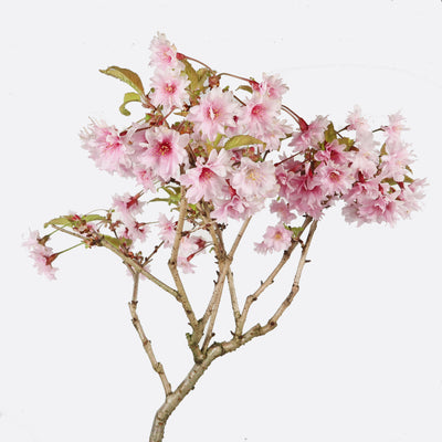 Prunus incisa - Fujikirsche, ca. 9 jährig, 35-40 cm, Gartenbonsai