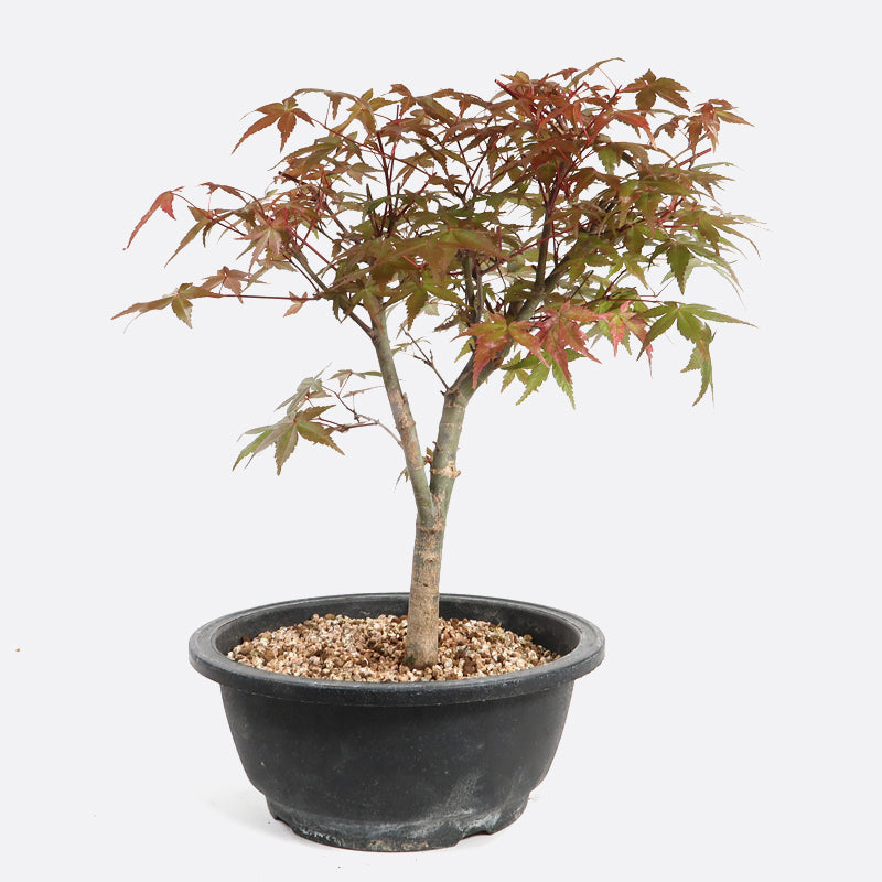 Acer deshojo - Rotgrüner Fächerahorn, ca. 13 jährig, ca. 50-55 cm, Gartenbonsai