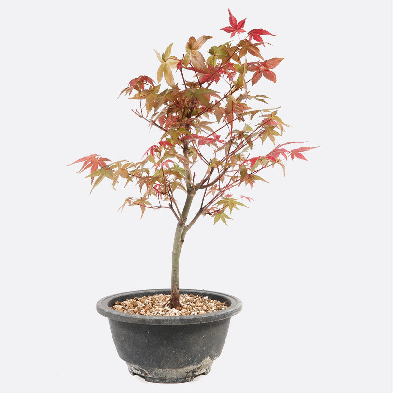 Acer deshojo - Rotgrüner Fächerahorn, ca. 10 jährig, ca. 25-30 cm, Gartenbonsai