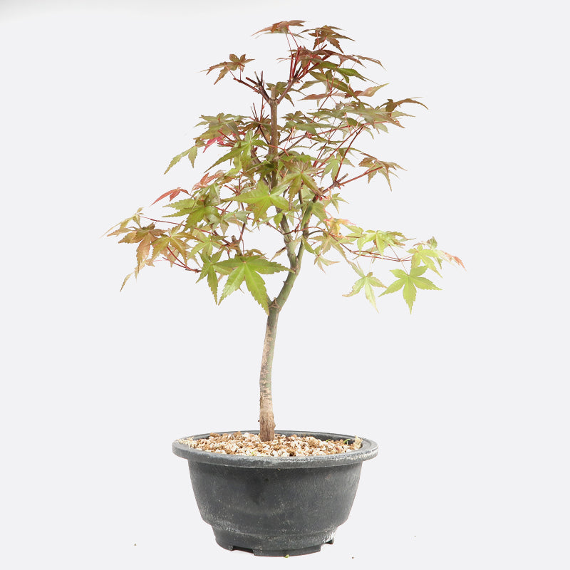 Acer deshojo - Rotgrüner Fächerahorn, ca. 10 jährig, ca. 25-30 cm, Gartenbonsai