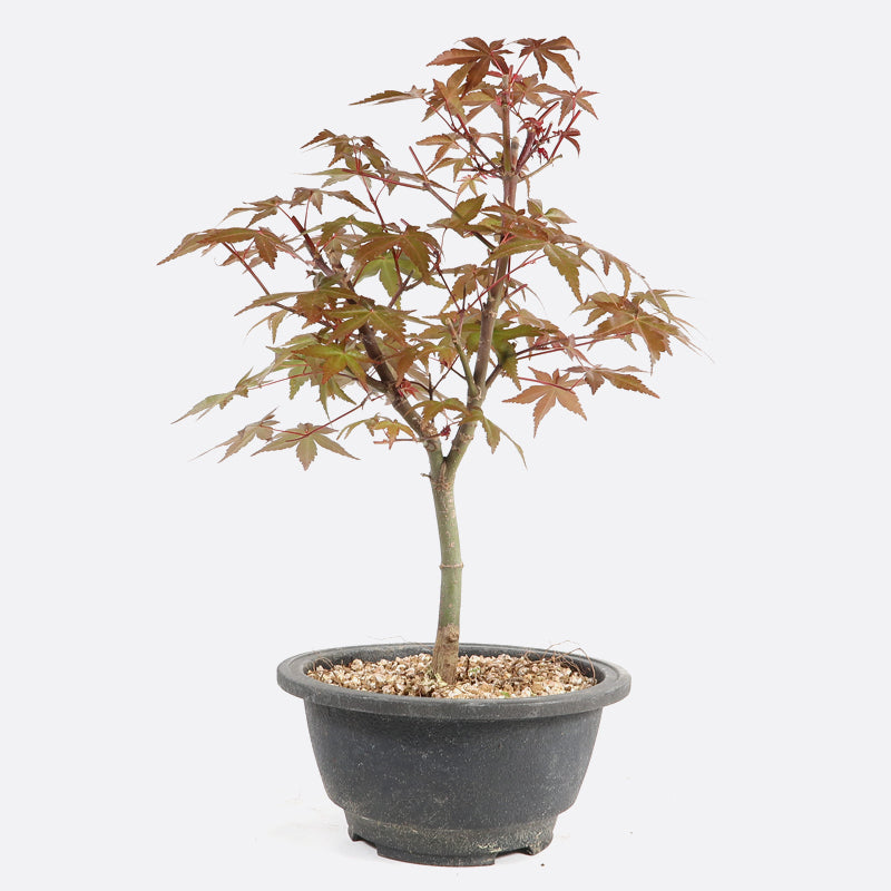 Acer deshojo - Rotgrüner Fächerahorn, ca. 10 jährig, ca. 25-30 cm, Gartenbonsai