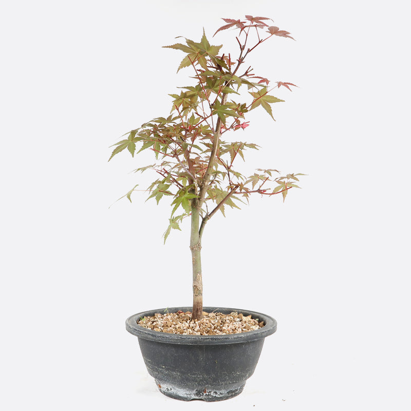 Acer deshojo - Rotgrüner Fächerahorn, ca. 10 jährig, ca. 30-35 cm, Gartenbonsai