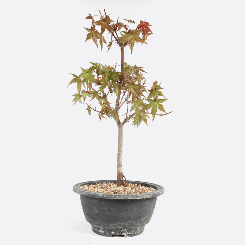 Acer deshojo - Rotgrüner Fächerahorn, ca. 10 jährig, ca. 30-35 cm, Gartenbonsai