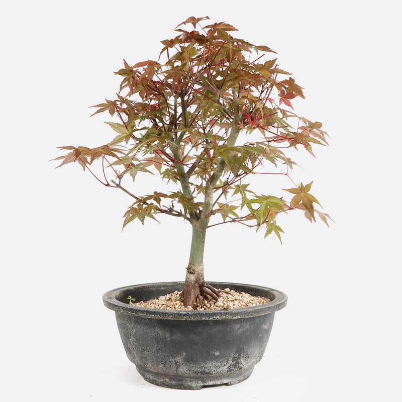 Acer deshojo - Rotgrüner Fächerahorn, ca. 13 jährig, ca. 25-30 cm, Gartenbonsai