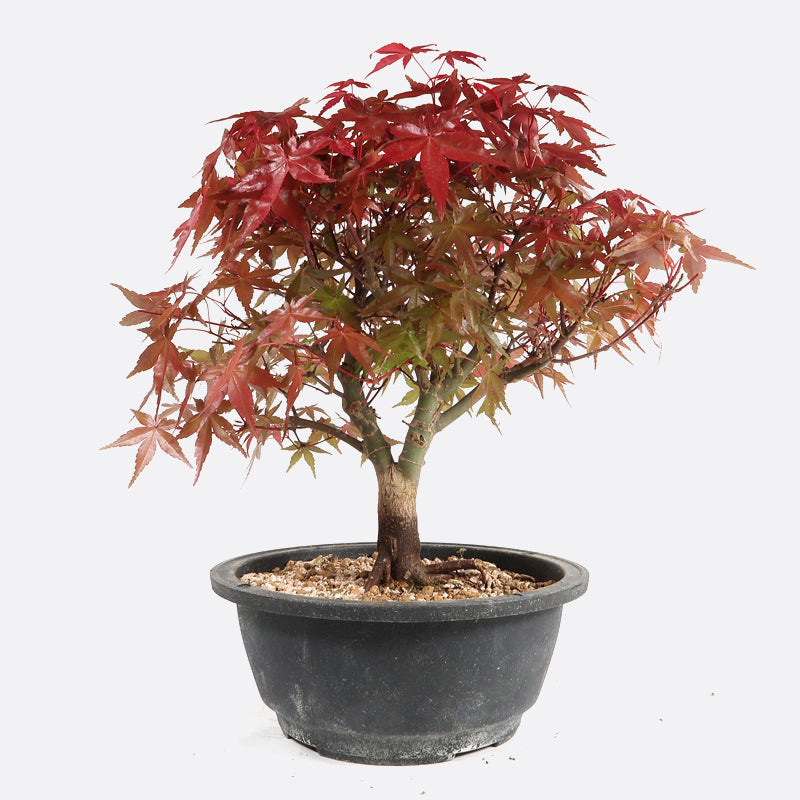 Acer deshojo - Rotgrüner Fächerahorn, ca. 17 jährig, ca. 25-30 cm, Gartenbonsai