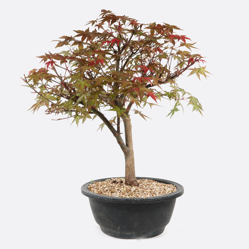 Acer deshojo - Rotgrüner Fächerahorn, ca. 17 jährig, ca. 30-35 cm, Gartenbonsai