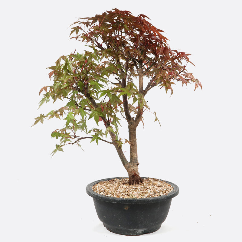 Acer deshojo - Rotgrüner Fächerahorn, ca. 17 jährig, ca. 35-40 cm, Gartenbonsai