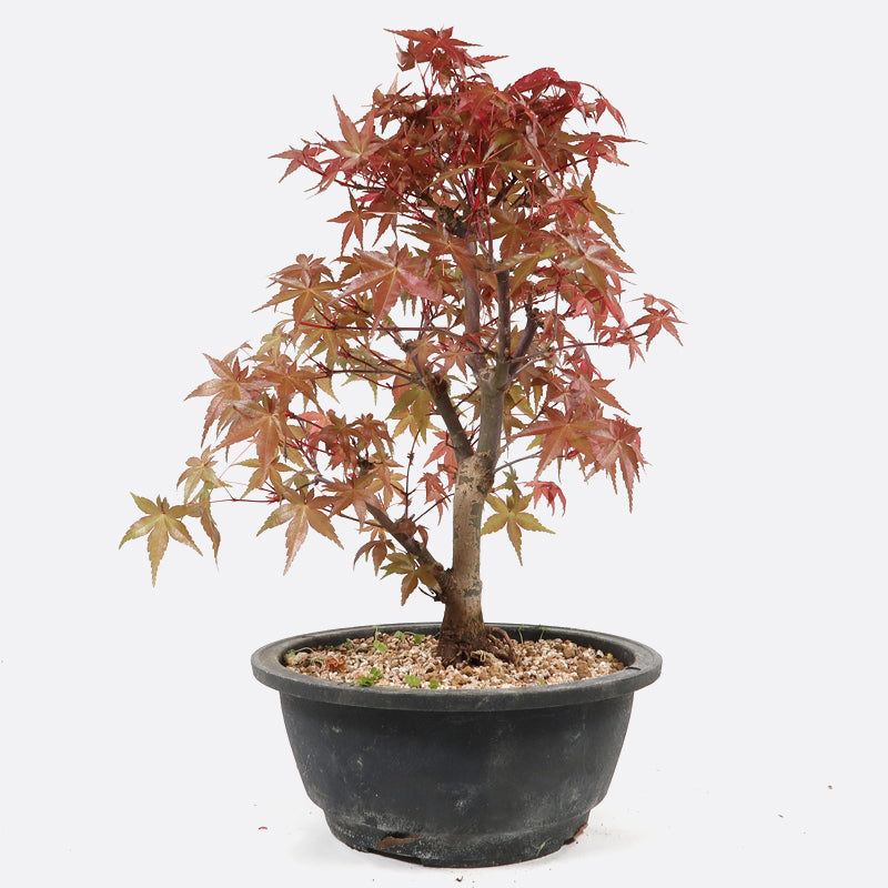 Acer deshojo - Rotgrüner Fächerahorn, ca. 13 jährig, ca. 25-30 cm, Gartenbonsai