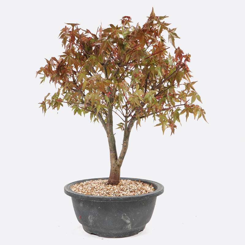 Acer deshojo - Rotgrüner Fächerahorn, ca. 13 jährig, ca. 30-35 cm, Gartenbonsai