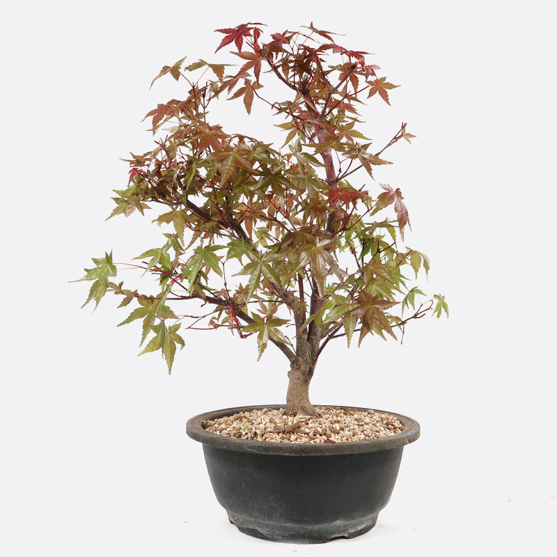 Acer deshojo - Rotgrüner Fächerahorn, ca. 13 jährig, ca. 30-35 cm, Gartenbonsai