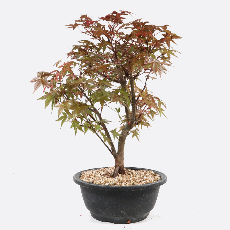 Acer deshojo - Rotgrüner Fächerahorn, ca. 13 jährig, ca. 30-35 cm, Gartenbonsai