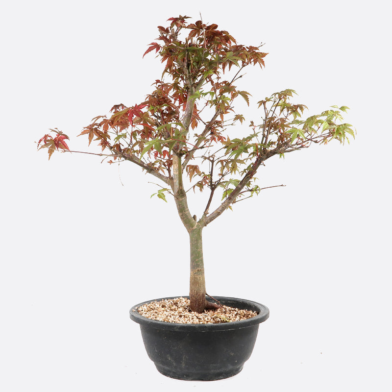 Acer deshojo - Rotgrüner Fächerahorn, ca. 17 jährig, ca. 35-40 cm, Gartenbonsai