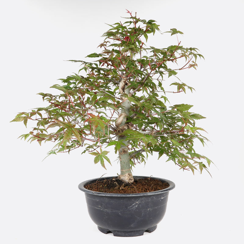 Acer deshojo - Rotgrüner Fächerahorn, ca. 16 jährig, ca. 35-40 cm, Gartenbonsai