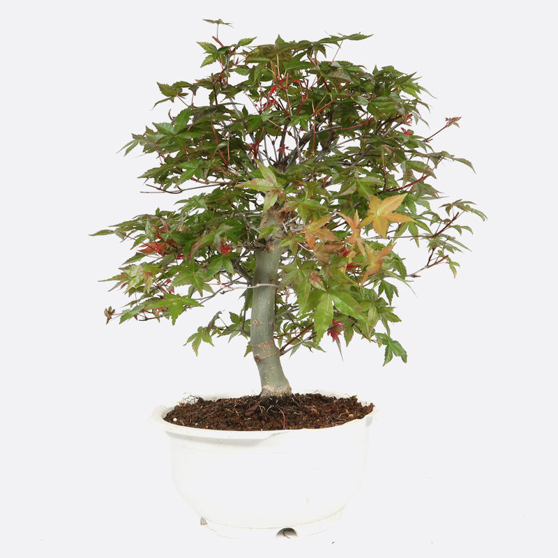 Acer deshojo - Rotgrüner Fächerahorn, ca. 16 jährig, ca. 35-40 cm, Gartenbonsai