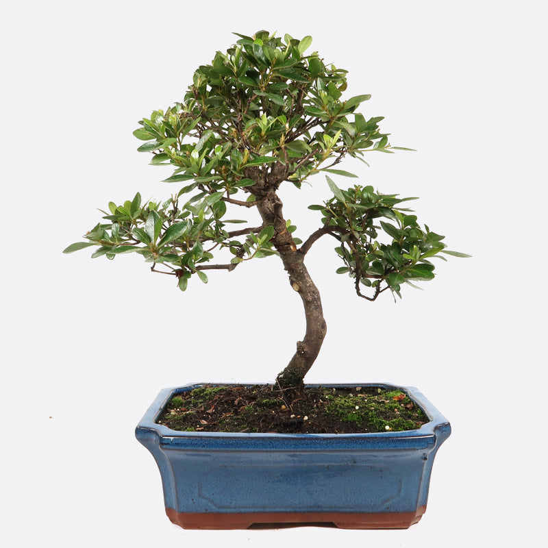 Azalea - Satsukiazalee, ca. 12 jährig, 35 bis 40 cm, Gartenbonsai