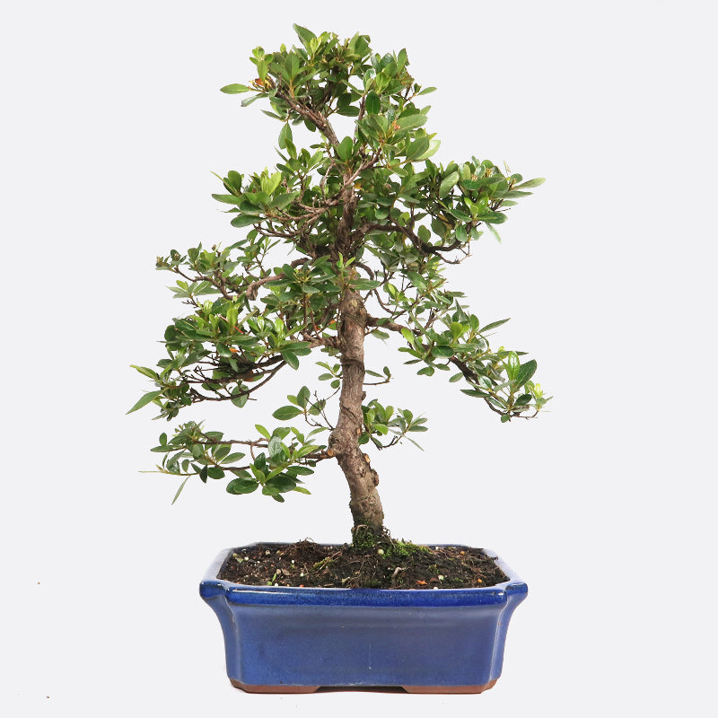 Azalea - Satsukiazalee, ca. 13 jährig, 35 bis 40 cm, Gartenbonsai