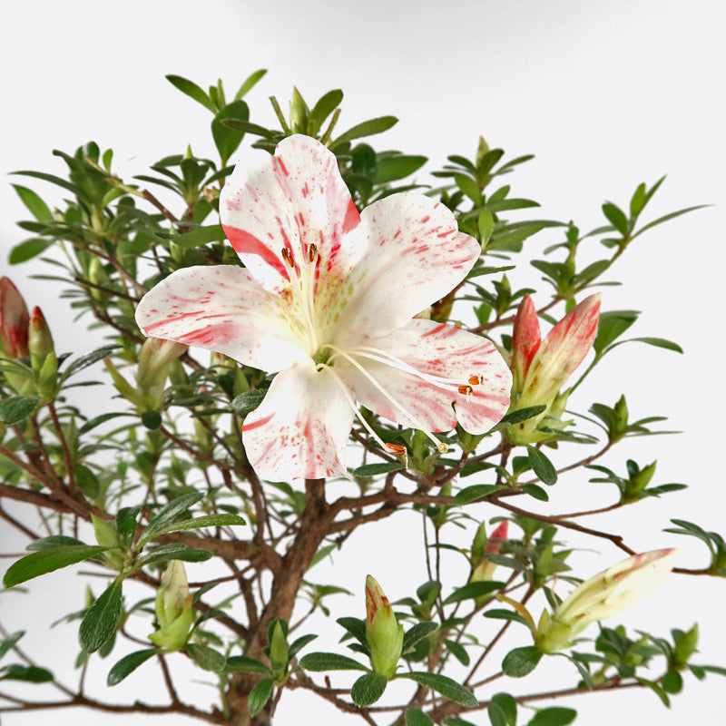 Azalea - Satsukiazalee, ca. 11-12 jährig, 30-35 cm, Gartenbonsai