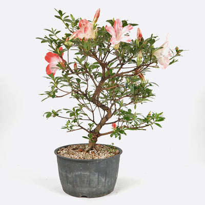 Azalea - Satsukiazalee, ca. 11-12 jährig, 30-35 cm, Gartenbonsai