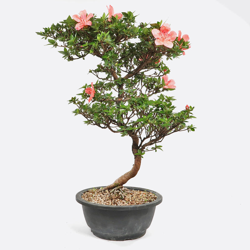 Azalea - Satsukiazalee, ca. 17 jährig, 45-50 cm, Gartenbonsai