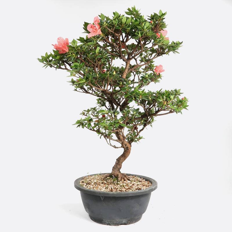 Azalea - Satsukiazalee, ca. 17 jährig, 45-50 cm, Gartenbonsai