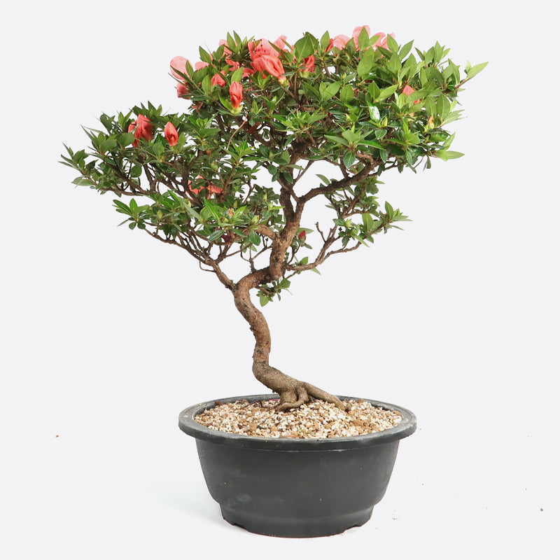 Azalea - Satsukiazalee, ca. 17 jährig, 45-50 cm, Gartenbonsai